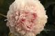 Paeonia `Klehm s Pink Unknown` -klehms-pink-unknown-2-thumb