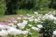 Paeonia `Krinkled White` -krinkles-white-1-thumb