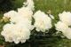 Paeonia `Lancaster Imp` -lancaster-imp-31-thumb