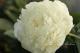 Paeonia `Luxor` SOLD OUT-luxor-1_4107470274-thumb