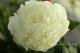 Paeonia `Luxor` SOLD OUT-luxor-2_9631922707-thumb