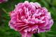 Paeonia `Mammoth Rose` SOLD OUT-mammoth-rose-2-thumb