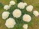 Paeonia `Marcella`  SOLD OUT-marc-thumb