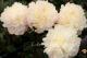 Paeonia `Marcella`  SOLD OUT-marcella-4_1618553724-thumb
