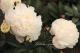 Paeonia `Marcella`  SOLD OUT-marcella-5-thumb