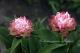 Paeonia `Mini Love`-mini-love-6_6419530140-thumb