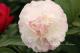 Paeonia `Norma Volz`-norma-volz-3_5568211306-thumb