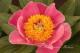 Paeonia `Ortlinde`-ortlinde-2_8247794045-thumb