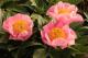 Paeonia `Ortlinde`-ortlinde-6_2917111309-thumb