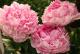 Paeonia `Pink Giant`-pink-giant-2_5563498614-thumb