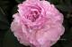 Paeonia `Pink Giant`-pink-giant-2_6452580989-thumb