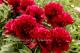 Paeonia `Red Satin` SOLD OUT-red-satin-14_8757356210-thumb