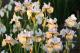 Iris sibirica `Salamander Crossing`