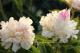 Paeonia `Salna` SOLD OUT-salna-14-thumb