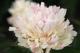 Paeonia `Salna` SOLD OUT-salna-3-thumb