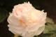 Paeonia `Sandra Marie`-sandra-marie-2_1536547874-thumb