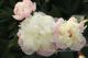 Paeonia `Sators`-sators-2_5208955413-thumb