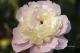 Paeonia `Sators`-sators-3-thumb