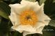 Paeonia  `Schwertleite` SOLD OUT-schwertlaite-7_4512839220-thumb