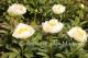 Paeonia  `Schwertleite` SOLD OUT-schwertlaite_7542022759-thumb