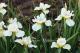`Shirley s Choice`-shirleychoice-3-thumb