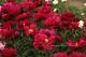 Paeonia `Topeka Garnet` -topeka-garnet-8-thumb