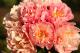 Paeonia `Vasaras Atspulgs`-vasaras-atspulgs-141_8524410450-thumb