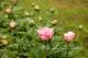 Paeonia `Vasaras Atspulgs` SOLD OUT-vasaras-atspulgs-2-thumb