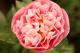 Paeonia `Vasaras Atspulgs`-vasaras-atspulgs-40_1894935384-thumb