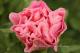 Paeonia `Vasaras Atspulgs`-vasaras-atspulgs-6_8052846379-thumb