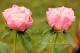 Paeonia `Vasaras Atspulgs`-vasaras-atspulgs-86_3523916715-thumb