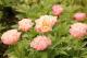 Paeonia `Vasaras Atspulgs` SOLD OUT-vasaras-atspulgs-thumb