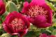 Paeonia `Wine Angel` SOLD OUT-wine-angel-4-thumb