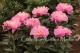 Paeonia `Zelta Adata` SOLD OUT-zelta-adata-15_4725236193-thumb