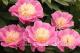 Paeonia `Zelta Adata` SOLD OUT-zelta-adata-5_6958347324-thumb