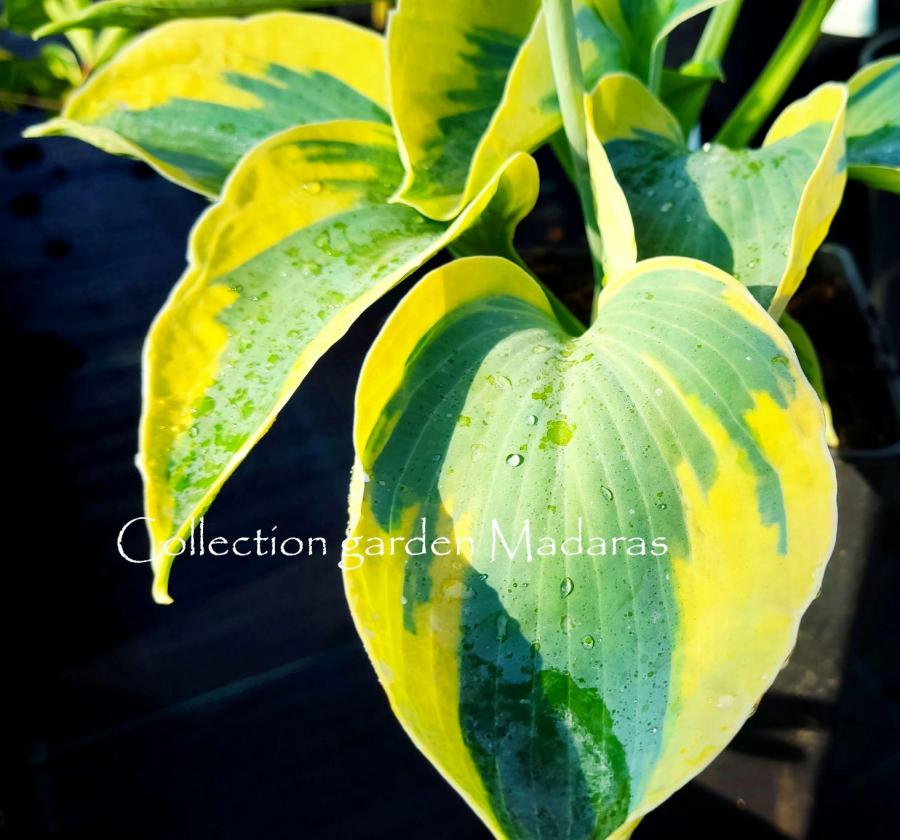 Hosta `Tootie Mae`