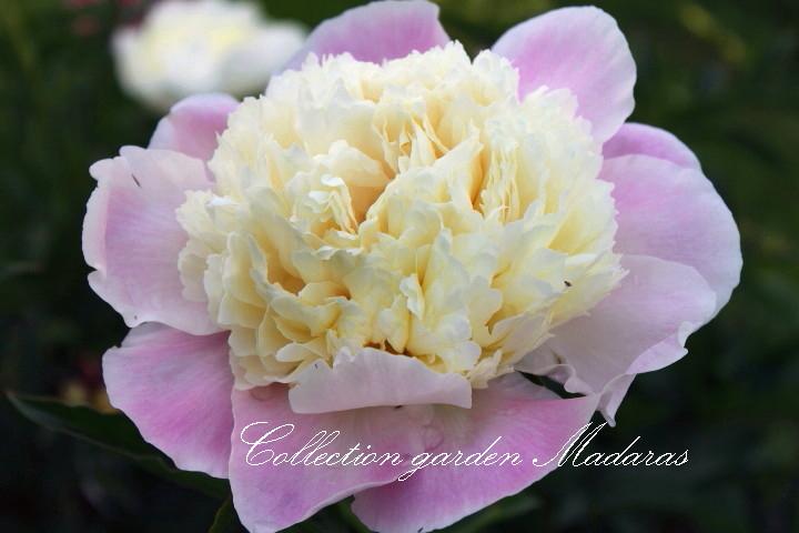Paeonia `Touch of Class`