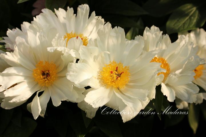 Paeonia `Vanilla Twist`SOLD OUT