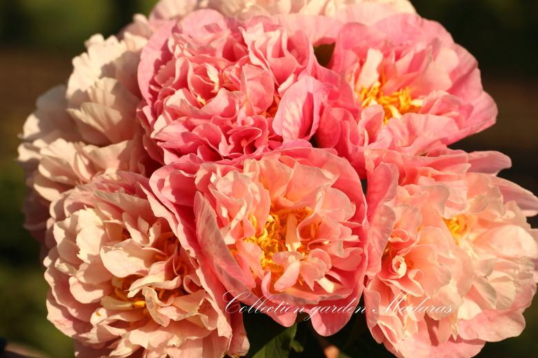 Paeonia `Vasaras Atspulgs`