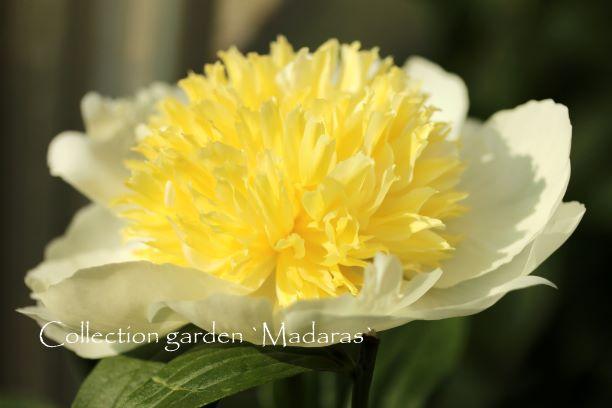 Paeonia `White Sands`