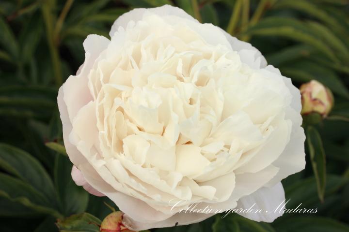 Paeonia `White Wicker`