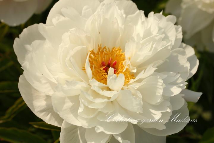 Paeonia `White Whicker`