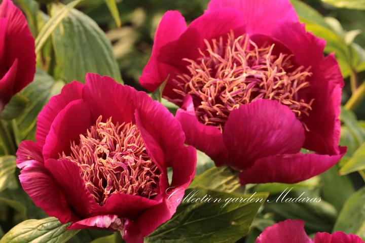 Paeonia `Wine Angel` SOLD OUT