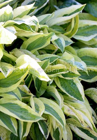 Hosta `Yellow Polka Dot Bikini`