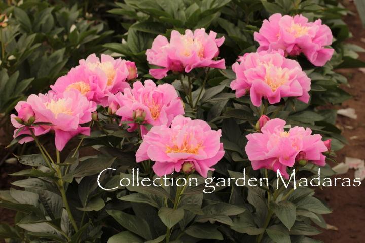 Paeonia `Zelta Adata` SOLD OUT